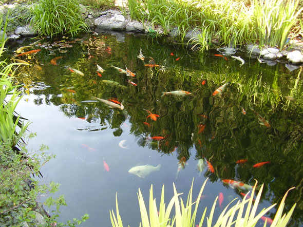 Teich